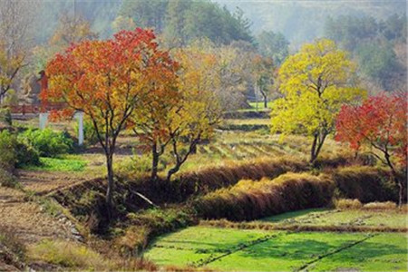 山東成人高考 學士學位